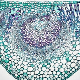 Collagen