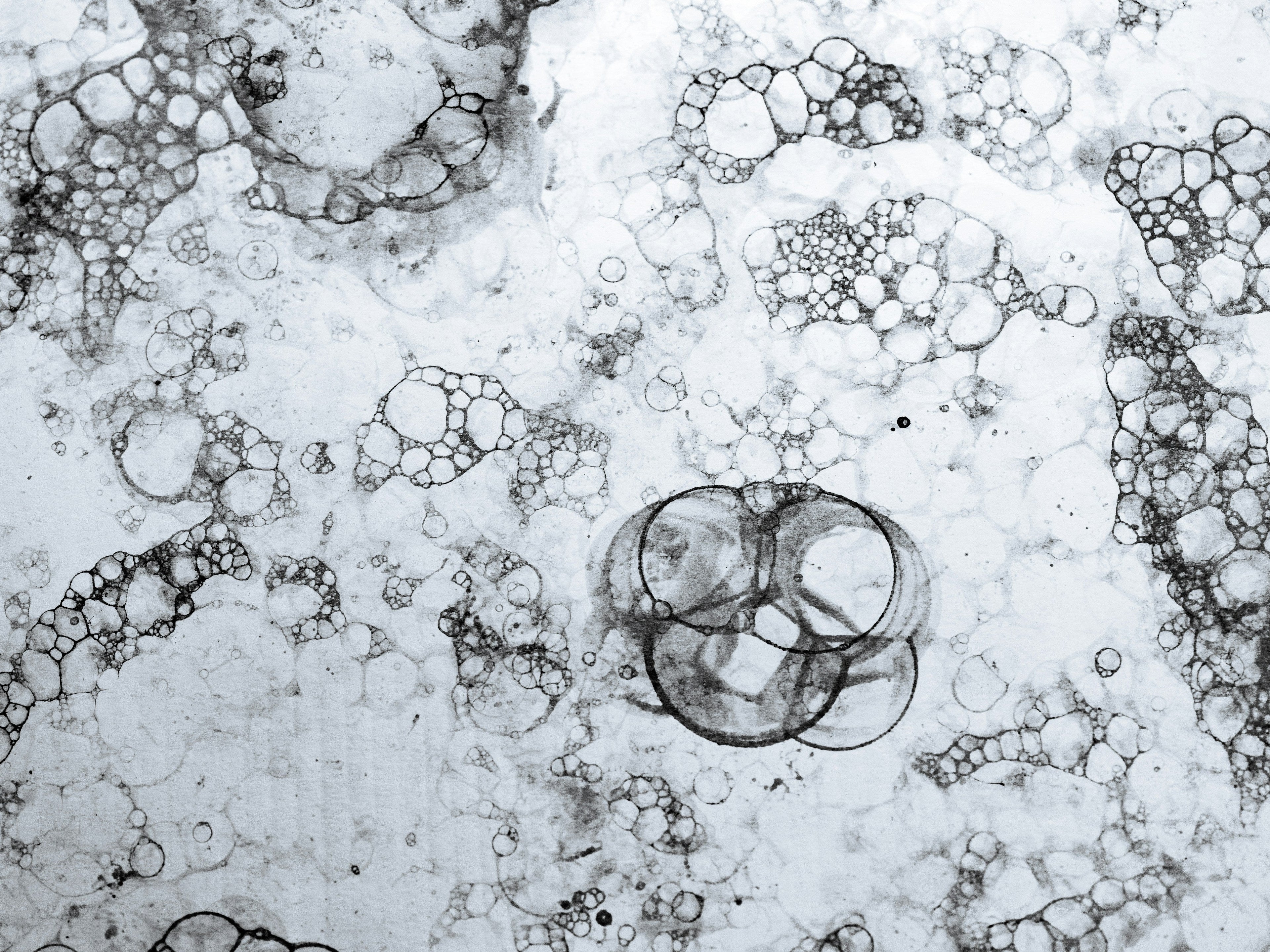 Microscopic view of bubbles and cellular structures on a white background